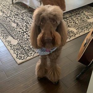 Meet your Posher, Chad